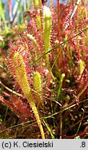 Drosera anglica (rosiczka długolistna)