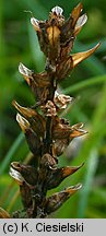 Pedicularis verticillata (gnidosz okółkowy)