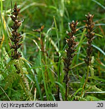 Pedicularis verticillata (gnidosz okółkowy)