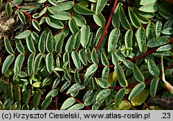 Oxytropis carpatica (ostrołódka karpacka)