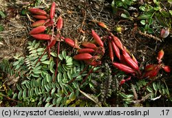 Oxytropis carpatica (ostrołódka karpacka)