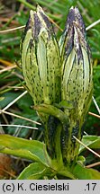 Gentiana frigida (goryczka przeźroczysta)