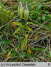 Gentiana frigida (goryczka przeźroczysta)