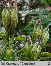 Gentiana frigida (goryczka przeźroczysta)