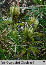 Gentiana frigida (goryczka przeźroczysta)