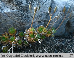 Draba aizoides