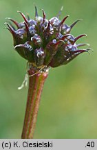 Trollius altissimus (pełnik alpejski)