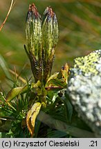 Gentiana frigida (goryczka przeźroczysta)