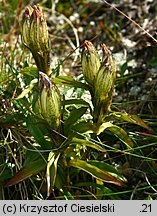 Gentiana frigida (goryczka przeźroczysta)