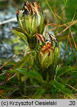 Gentiana frigida (goryczka przeźroczysta)