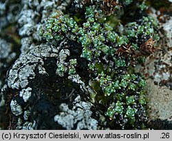 Saxifraga oppositifolia (skalnica naprzeciwlistna)