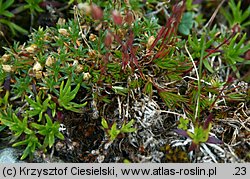 Minuartia verna (mokrzyca wiosenna)