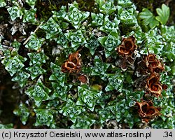 Saxifraga oppositifolia (skalnica naprzeciwlistna)