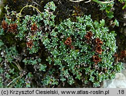 Saxifraga oppositifolia (skalnica naprzeciwlistna)