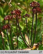 Anemonastrum narcissiflorum (zawilec narcyzowy)