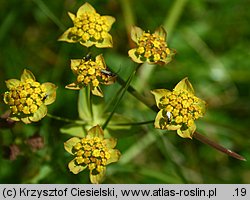 Bupleurum ranunculoides (przewiercień jaskrowaty)