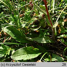 Senecio aurantiacus (starzec pomarańczowy)