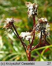 Senecio aurantiacus (starzec pomarańczowy)