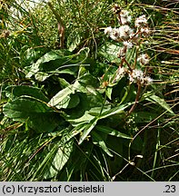 Senecio aurantiacus (starzec pomarańczowy)