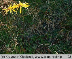 Senecio carpaticus (starzec karpacki)