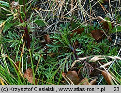 Senecio carpaticus (starzec karpacki)