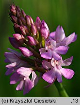 Anacamptis pyramidalis (koślaczek stożkowaty)