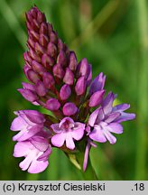 Anacamptis pyramidalis (koślaczek stożkowaty)