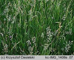 Anacamptis pyramidalis (koślaczek stożkowaty)