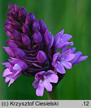 Anacamptis pyramidalis (koślaczek stożkowaty)