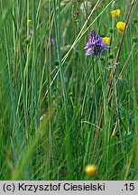 Anacamptis pyramidalis (koślaczek stożkowaty)