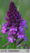 Anacamptis pyramidalis (koślaczek stożkowaty)