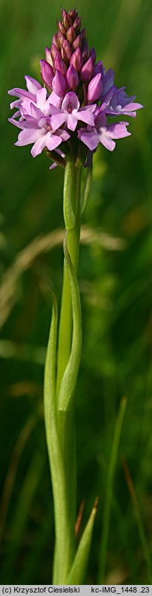 Anacamptis pyramidalis (koślaczek stożkowaty)