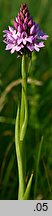 Anacamptis pyramidalis (koślaczek stożkowaty)