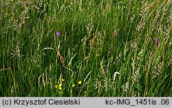 Anacamptis pyramidalis (koślaczek stożkowaty)