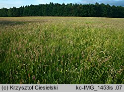 Anacamptis pyramidalis (koślaczek stożkowaty)