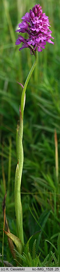 Anacamptis pyramidalis (koślaczek stożkowaty)