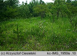 Ophrys apifera (dwulistnik pszczeli)