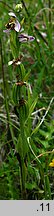 Ophrys apifera (dwulistnik pszczeli)