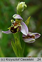 Ophrys apifera (dwulistnik pszczeli)