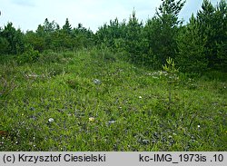 Ophrys apifera (dwulistnik pszczeli)