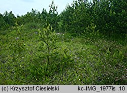 Ophrys apifera (dwulistnik pszczeli)