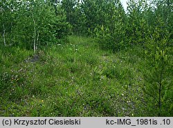 Ophrys apifera (dwulistnik pszczeli)