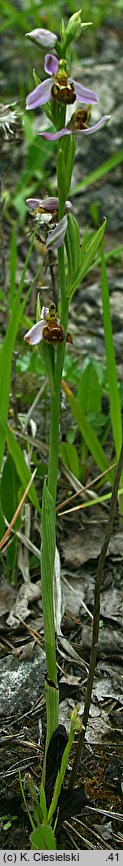 Ophrys apifera (dwulistnik pszczeli)