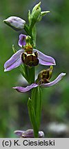 Ophrys apifera (dwulistnik pszczeli)