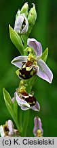 Ophrys apifera (dwulistnik pszczeli)