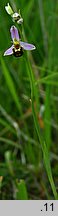 Ophrys apifera (dwulistnik pszczeli)