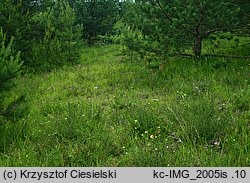 Ophrys apifera (dwulistnik pszczeli)