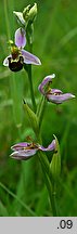 Ophrys apifera (dwulistnik pszczeli)