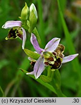 Ophrys apifera (dwulistnik pszczeli)