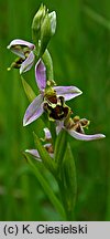 Ophrys apifera (dwulistnik pszczeli)